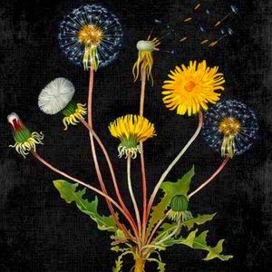 Meet your Posher, J.